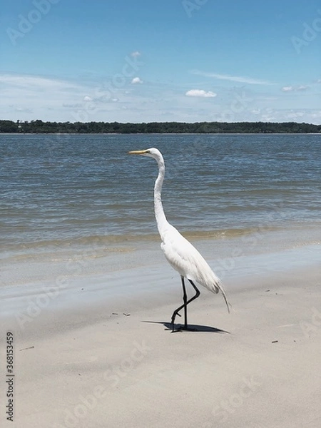Fototapeta snowy egret on the beach, heron, crane