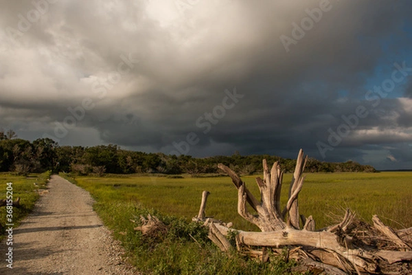 Fototapeta stormy clouds bare tree