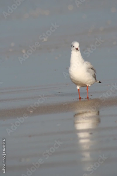 Obraz Mouette