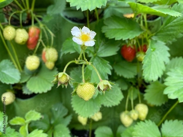 Fototapeta Strawberries farm, fruit rows close up in a sunny day. Pick your own farm, vibrant greens and reds color
