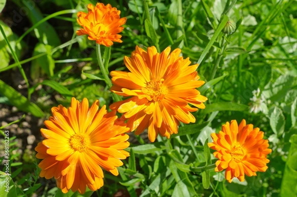 Fototapeta Orange calendula (lat. Calendula officinalis) blooms in the garden