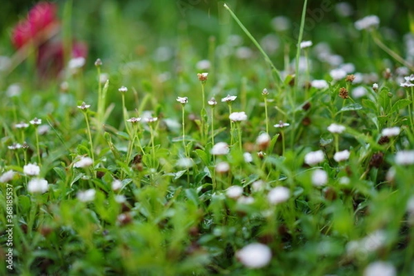Obraz Fleurs blanches