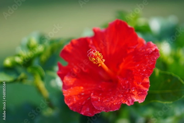 Obraz Hibiscus rouge