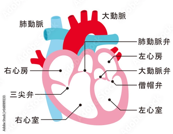 Fototapeta 心臓　断面図　名称