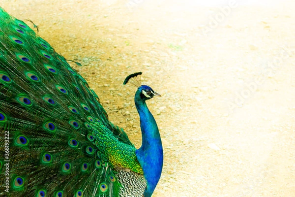 Fototapeta Close up of a beautiful Indian male peacock bird showing his colorful feather tail. A postcard with empty space for text