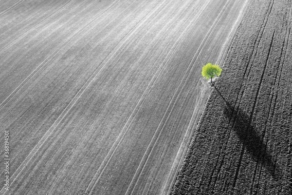 Obraz Arbre vu du ciel