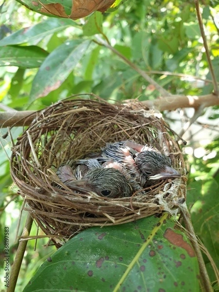 Fototapeta bird nest with eggs