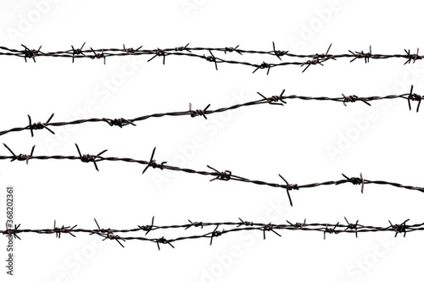 Obraz Rusty barbed wire splits on a white background.