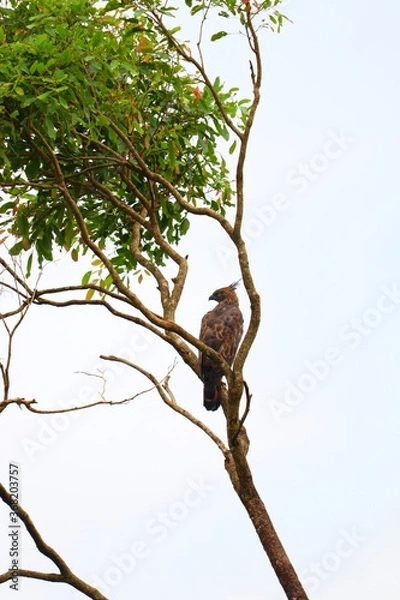 Fototapeta Hawk resting on a tree branch