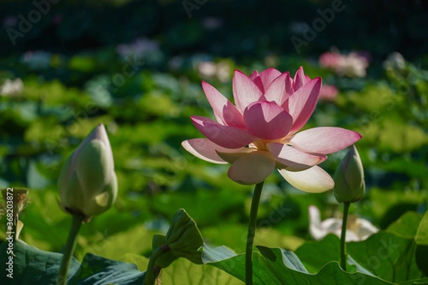 Obraz pink Egyptian lotus