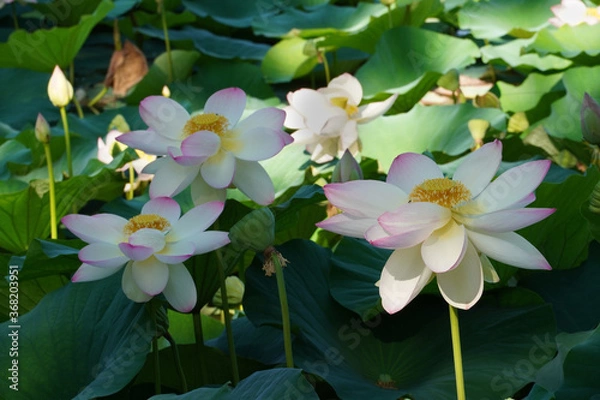 Obraz White Egyptian lotus flowers