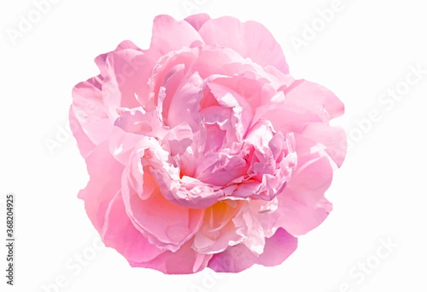 Obraz pink peony flower isolated on white