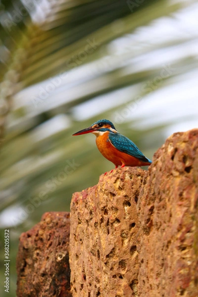 Fototapeta Kingfishers or Alcedinidae are a family of small to medium sized, brightly colored birds in the order Coraciiformes. Kingfisher bird watching.