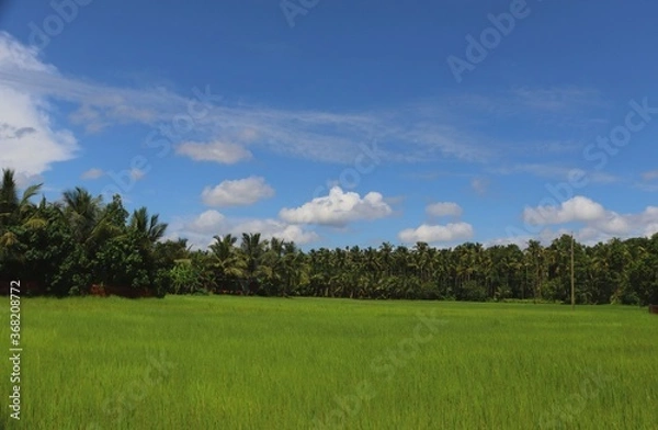 Fototapeta Rice farming field with beautiful blue sky and clouds in the background