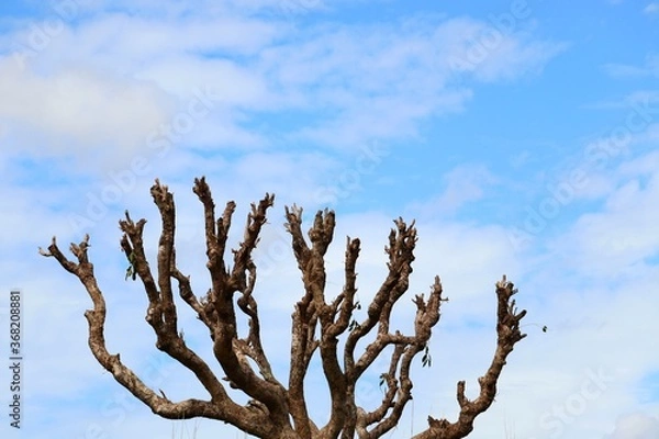 Fototapeta Leafless tree branches with blue sky