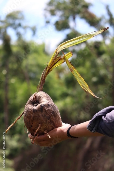 Obraz growing coconut isolated on hand 