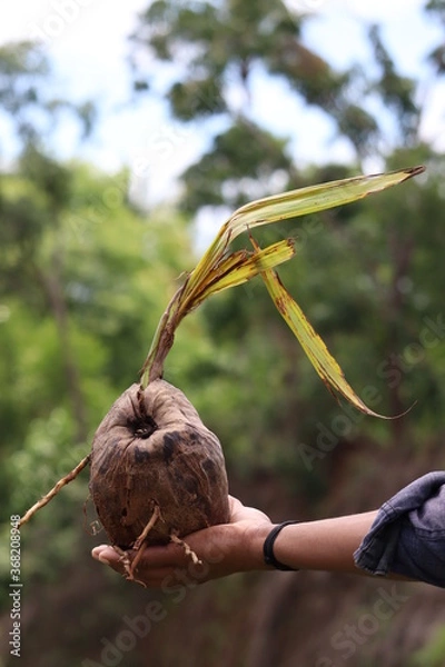 Obraz growing coconut isolated on hand 