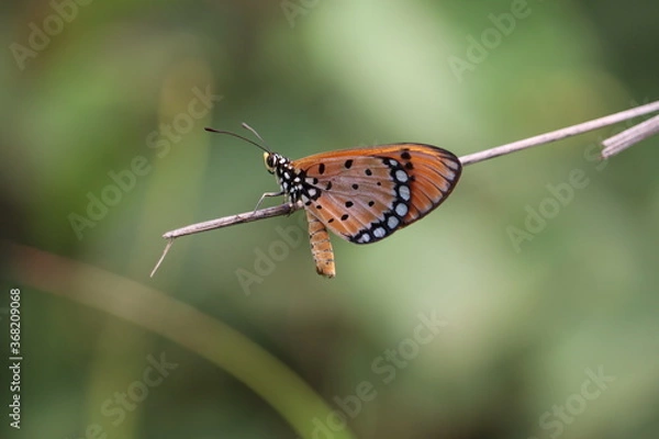 Fototapeta a small and colorful butterfly sitting on a stem