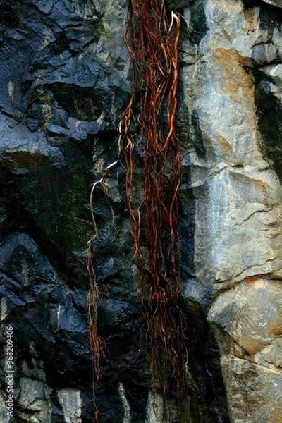 Fototapeta Ancient tree roots along with the rocks