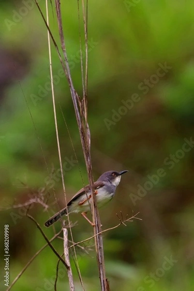 Fototapeta A little bird sitting on a dry stem
