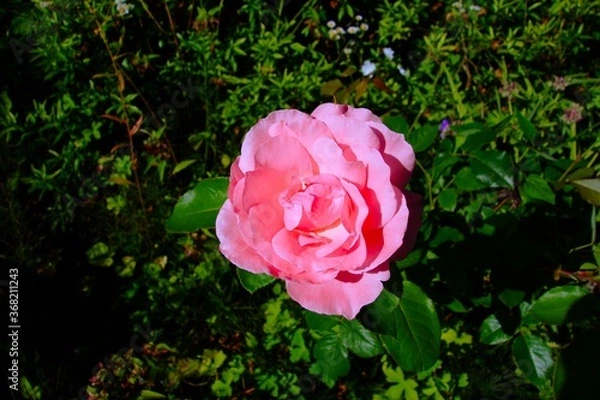 Obraz 庭のピンクの薔薇