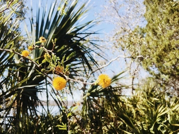 Fototapeta palm tree with yellow leaves and flowers, beach, foliage, Cumberland Island, Georgia