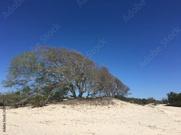 Fototapeta lonely tree on the beach, lonely tree in the snow, in the sand, unique shape tree, beach, sand dunes, Cumberland Island, Georgia