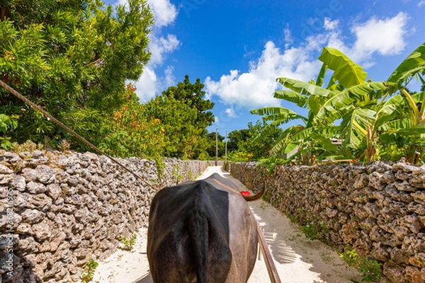 Fototapeta 牛車と青空