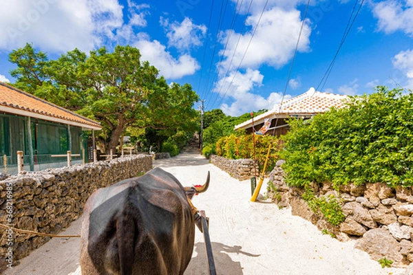 Fototapeta 牛車と青空