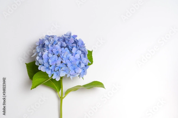 Fototapeta There is a purple hydrangea on a white background	