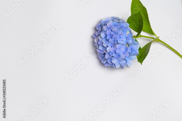 Fototapeta There is a purple hydrangea on a white background