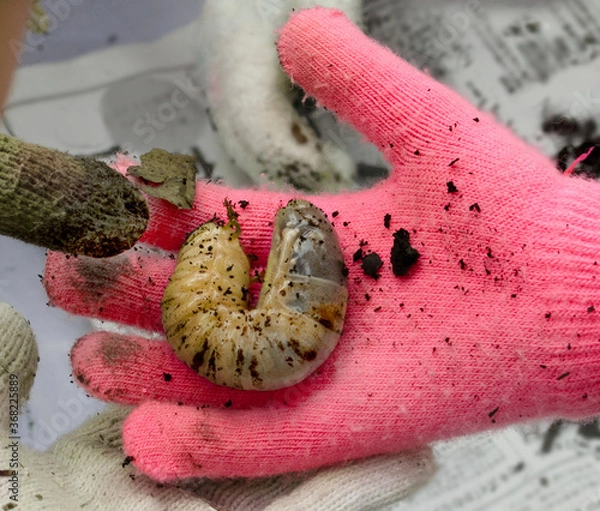 Obraz カブト虫幼虫