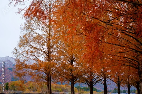 Obraz 紅葉のメタセコイヤ並木