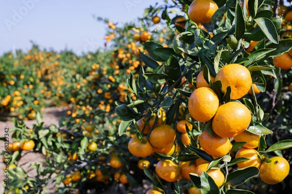 Fototapeta winter fruit tangerines rich in vitamin C