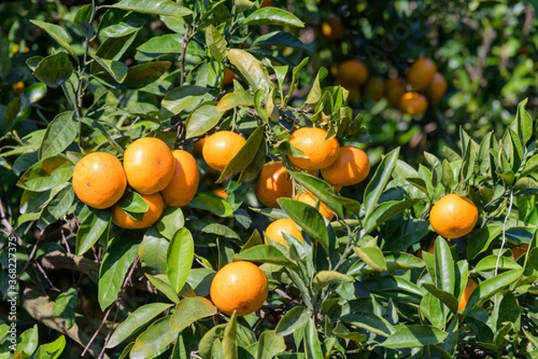 Fototapeta orange tree with fruits