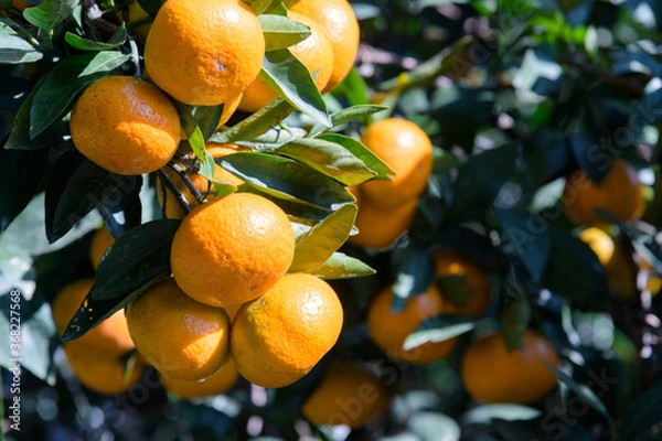 Fototapeta Tangerines, a treasure trove of vitamins in winter, are rich in vitamin C to prevent colds.