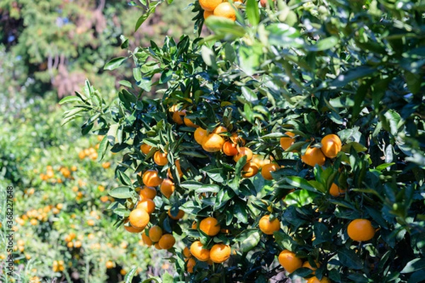 Fototapeta Tangerines, a treasure trove of vitamins in winter, are rich in vitamin C to prevent colds.