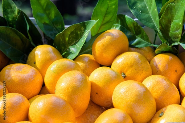 Fototapeta Tangerines, a treasure trove of vitamins in winter, are rich in vitamin C to prevent colds.