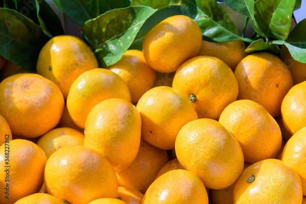 Fototapeta Tangerines, a treasure trove of vitamins in winter, are rich in vitamin C to prevent colds.