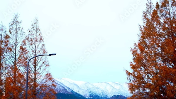 Obraz メタセコイヤと冠雪の山