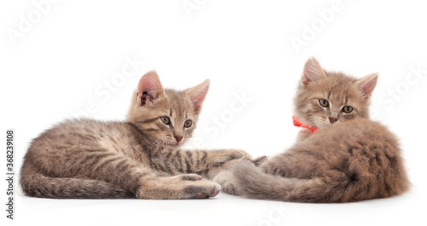 Obraz Two small gray kitten.