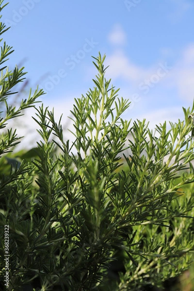 Fototapeta Rosmarinus grows in a botanical garden in sunny weather