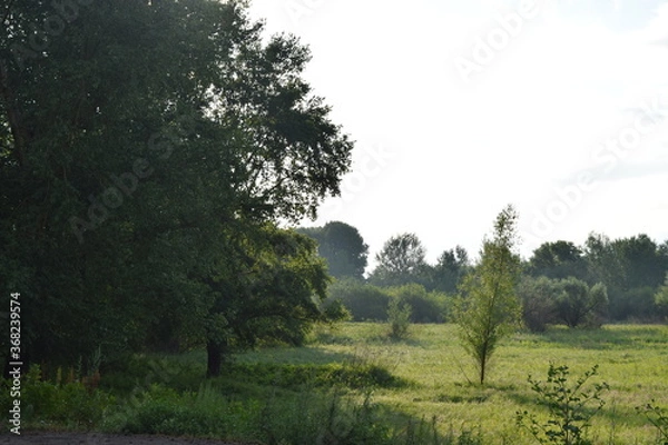 Obraz Trees, fields, grass, river collection