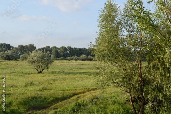 Obraz Trees, fields, grass, river collection