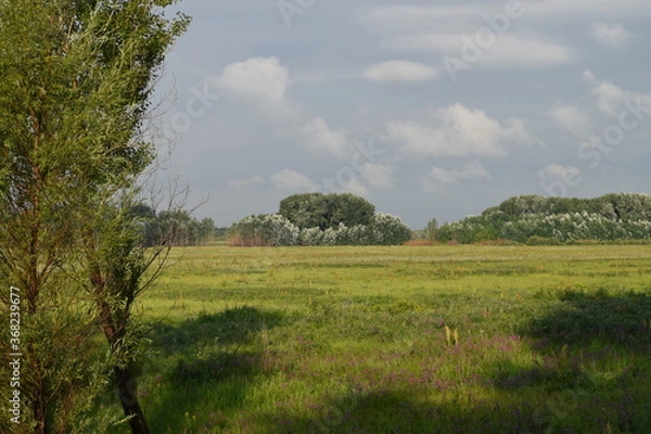 Obraz Trees, fields, grass, river collection