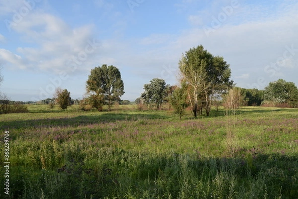 Obraz Trees, fields, grass, river collection