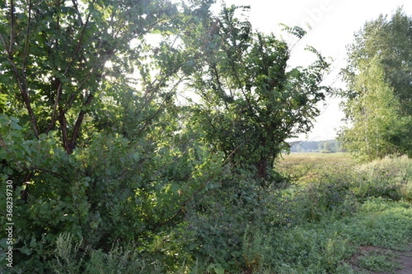 Obraz Trees, fields, grass, river collection