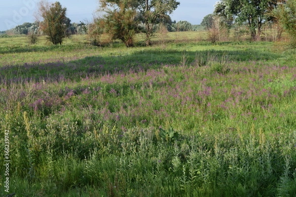 Obraz Trees, fields, grass, river collection