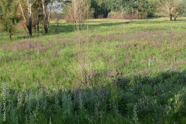 Obraz Trees, fields, grass, river collection