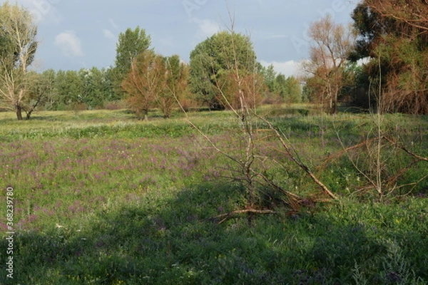 Obraz Trees, fields, grass, river collection